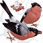小鸟