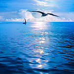 蓝天 白云 海洋 帆船