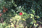 月季花
