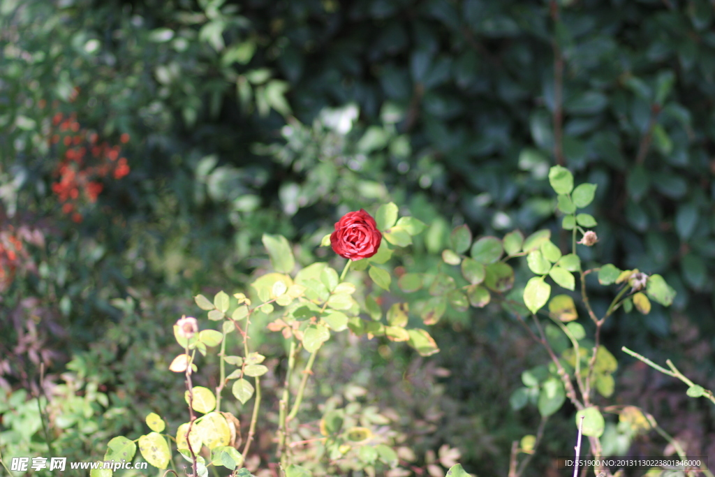 月季花