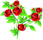 玫瑰花