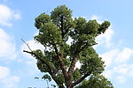 一棵大树