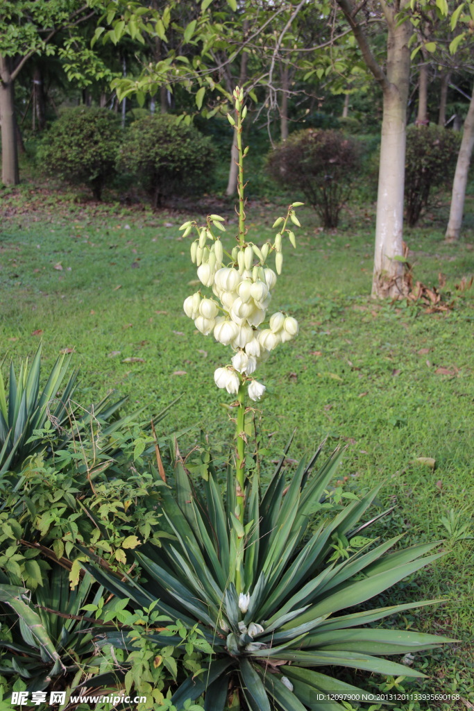 多多剑花
