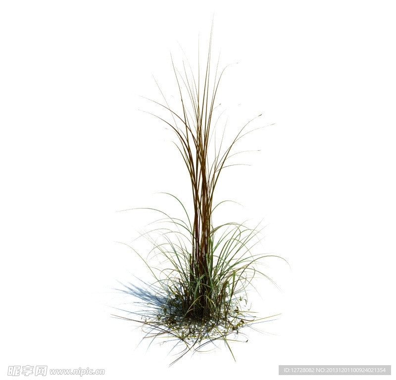 植物模型 草模型