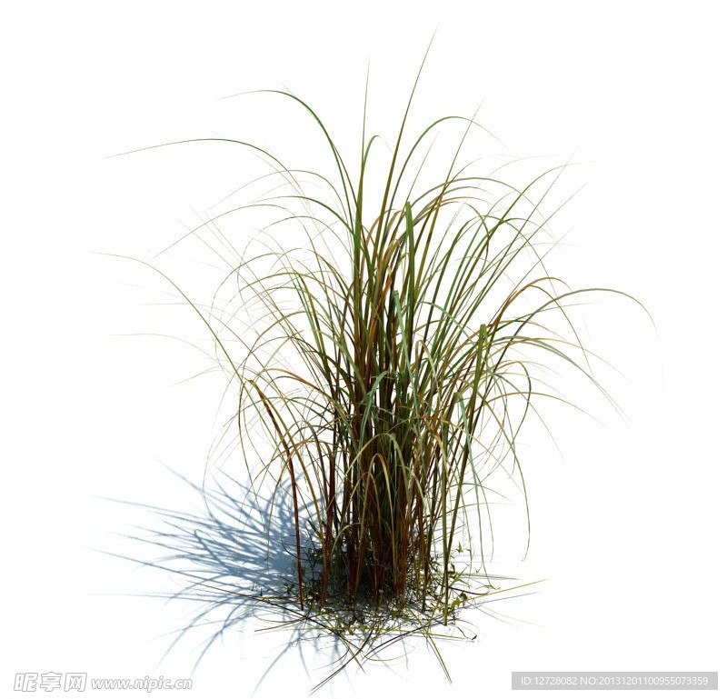 植物模型 草模型