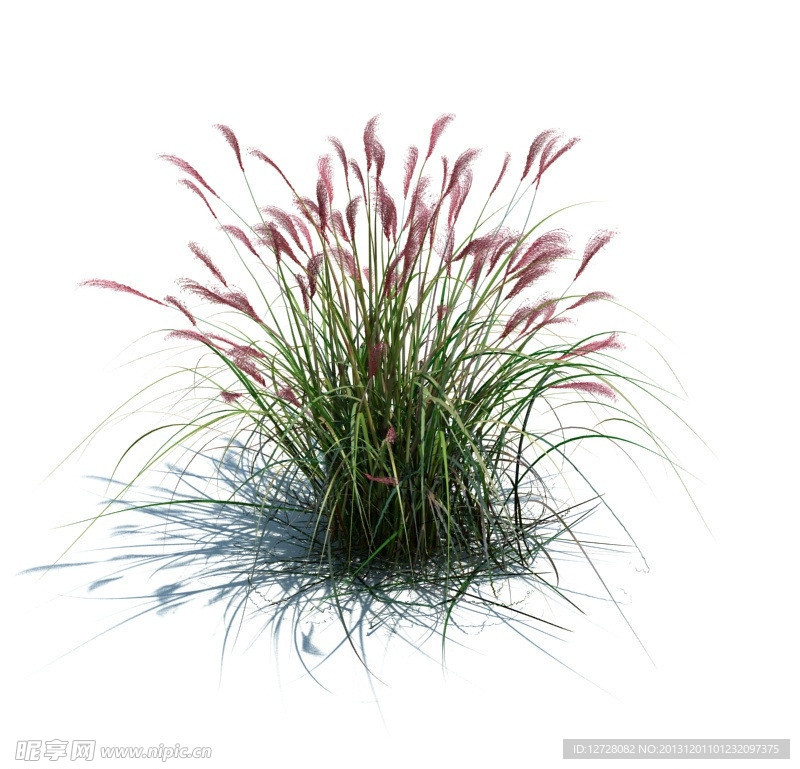 植物模型 草模型