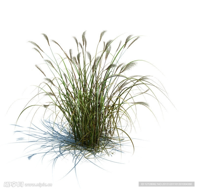 植物模型 草模型