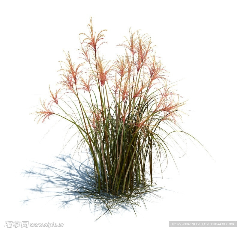植物模型 草模型