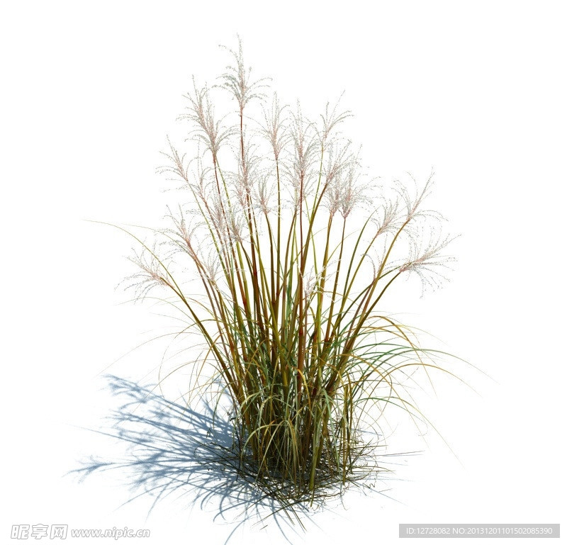 植物模型 草模型