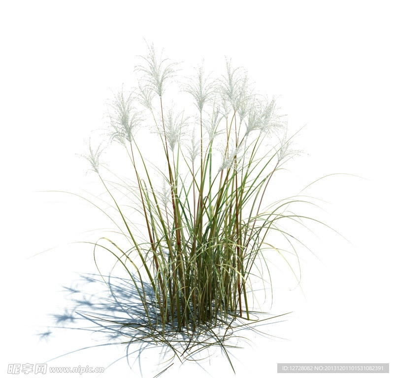 植物模型 小草模型