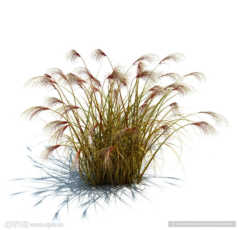 植物模型 小草模型
