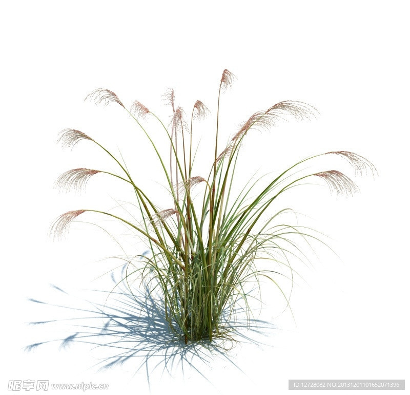 植物模型 小草模型
