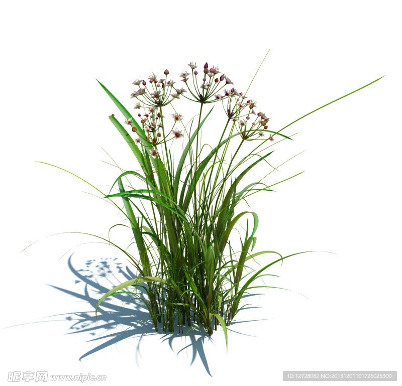 植物模型 小草模型
