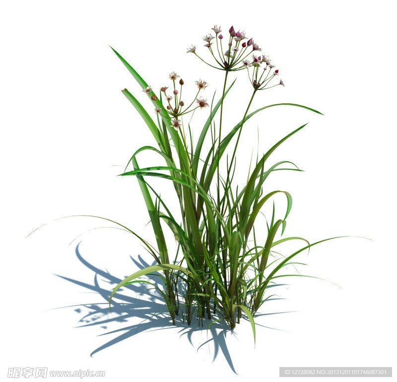 植物模型 小草模型