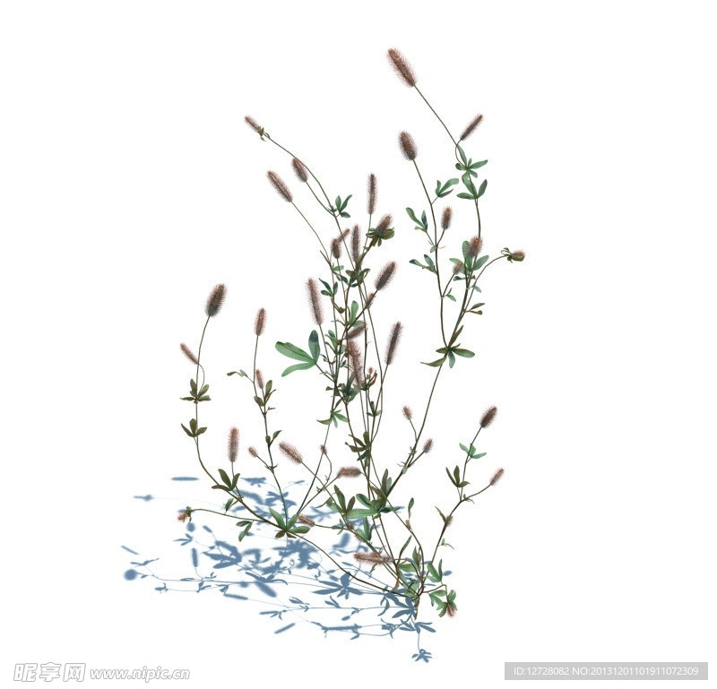 植物模型 小草模型