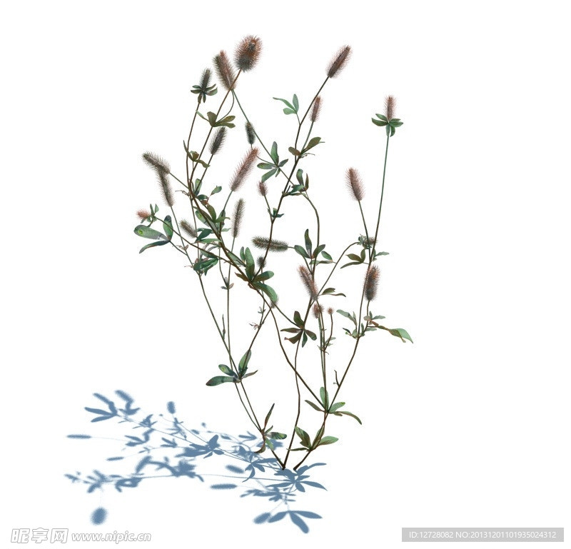 植物模型 小草模型