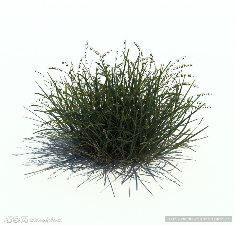 植物模型 小草模型
