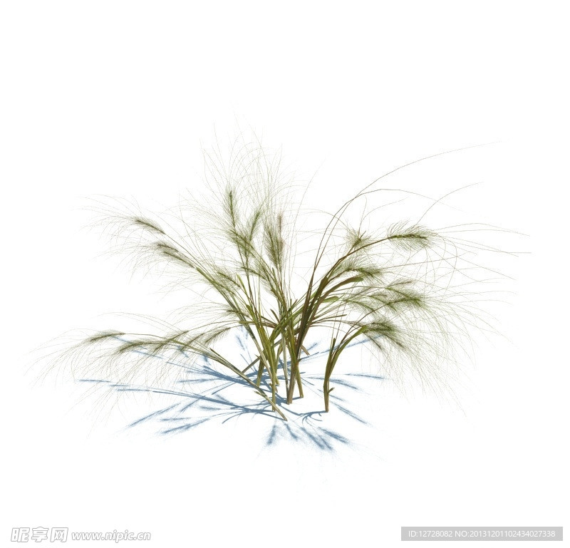 植物模型 小草模型