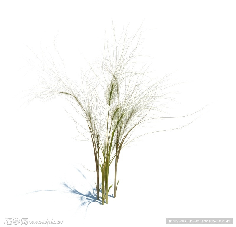 植物模型 小草模型