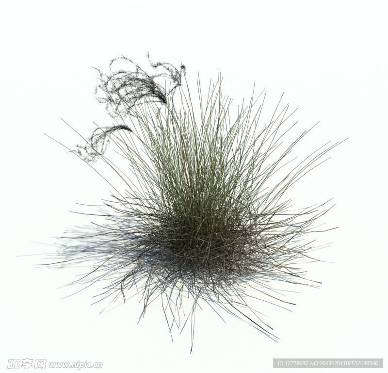 植物模型 小草模型