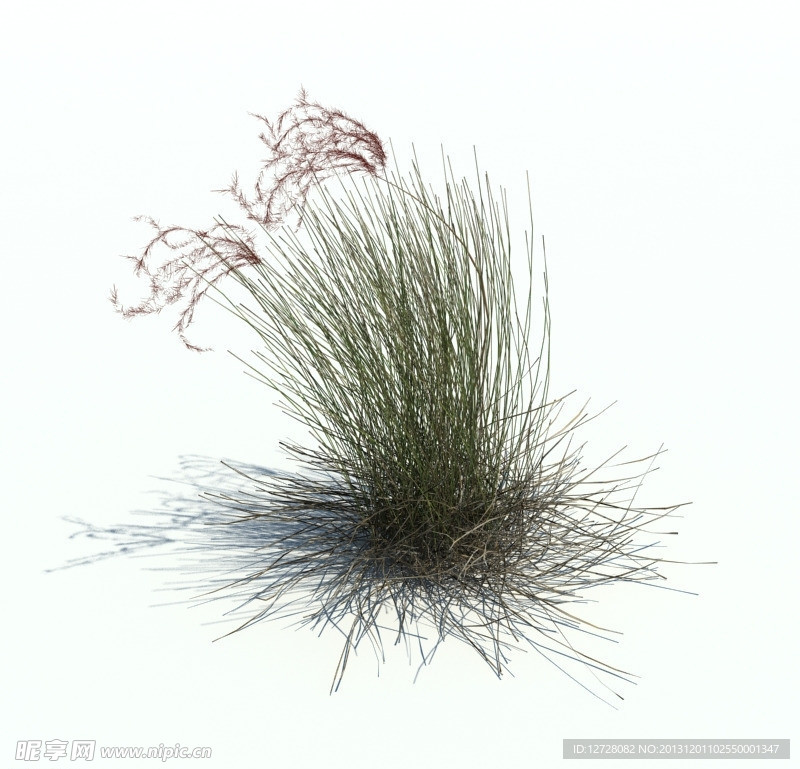 植物模型 小草模型