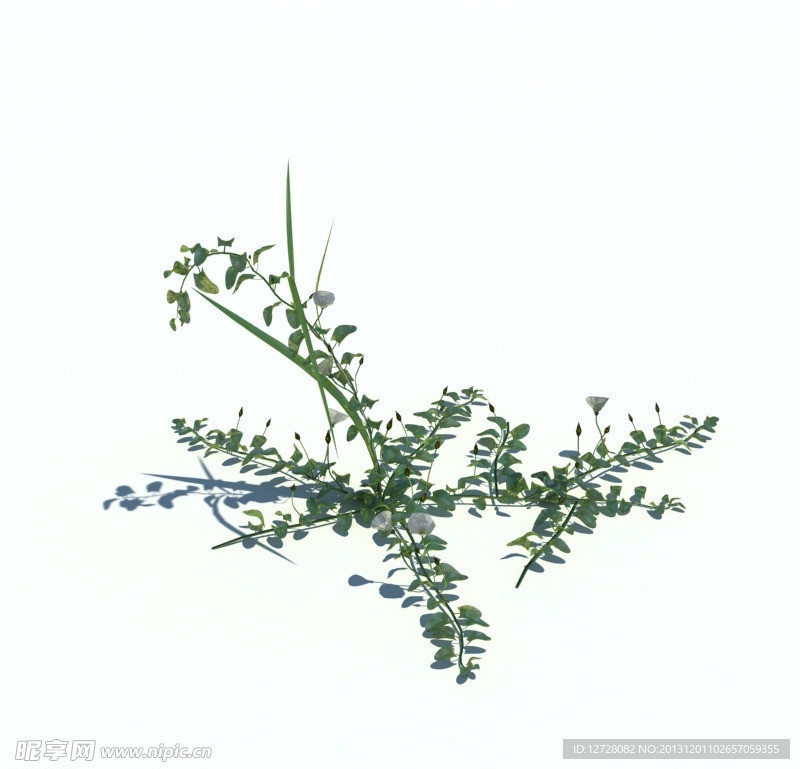 植物模型 小草模型