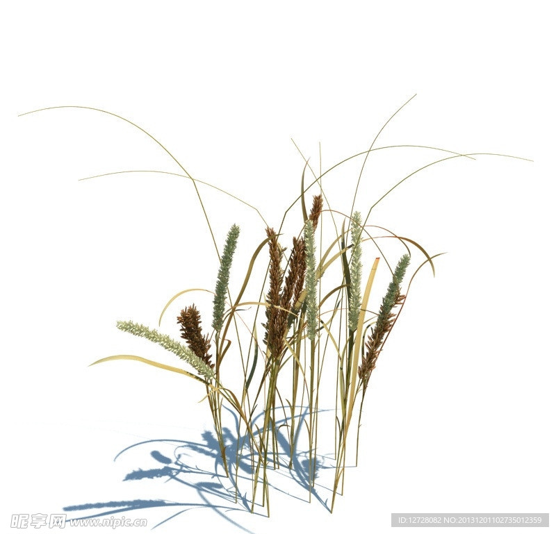 植物模型 小草模型