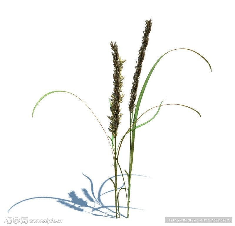 植物模型 小草模型