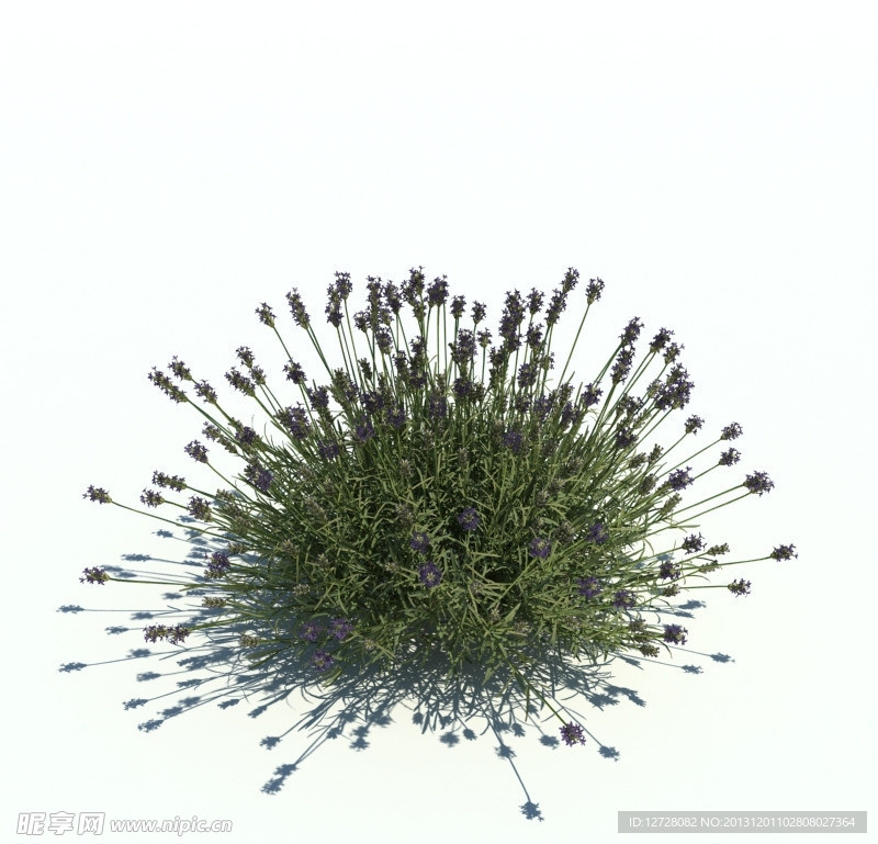 植物模型 小草模型