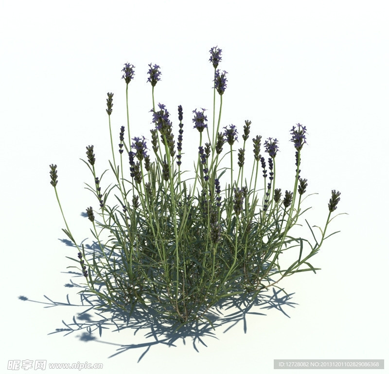 植物模型 小草模型