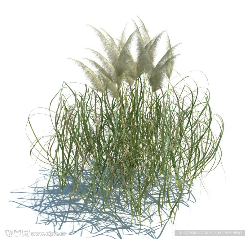 植物模型 小草模型