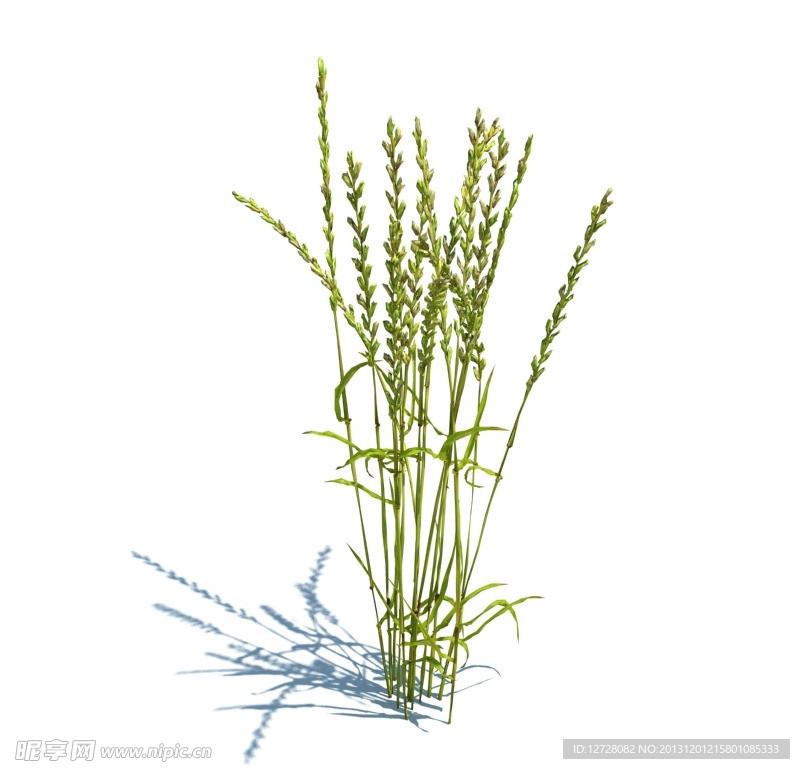 植物模型 小草模型