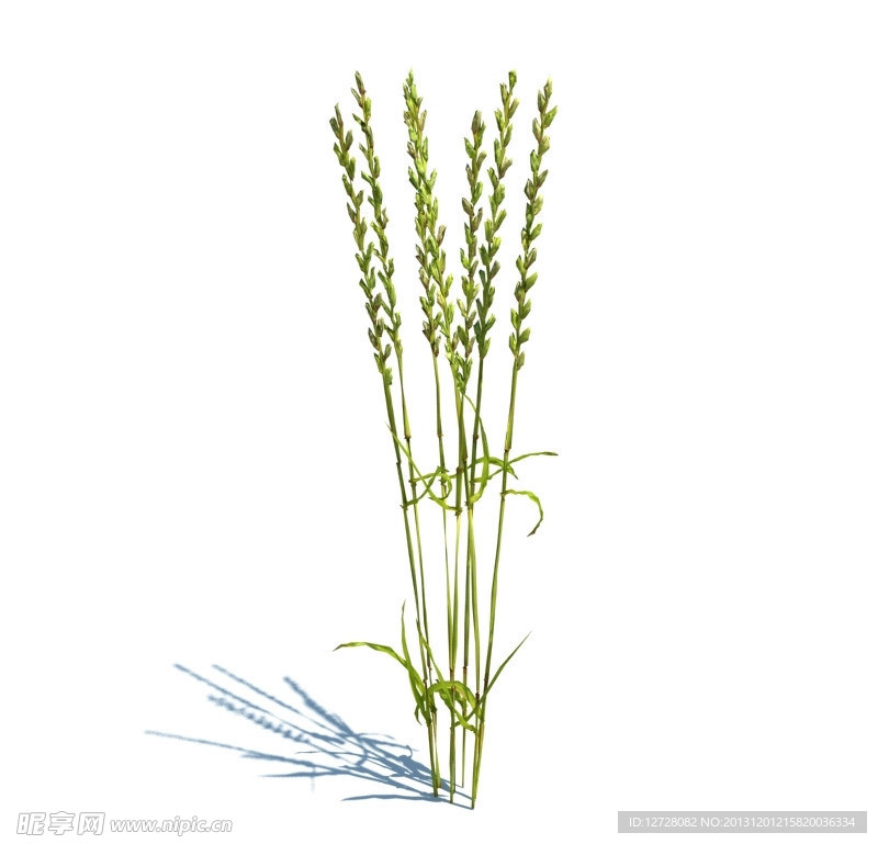 植物模型 小草模型