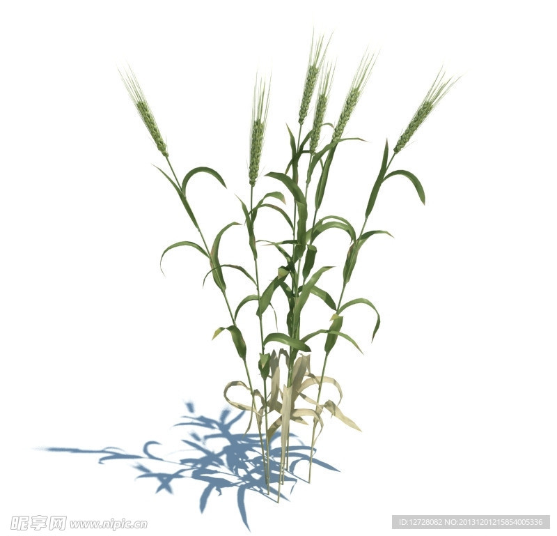 植物模型 小草模型