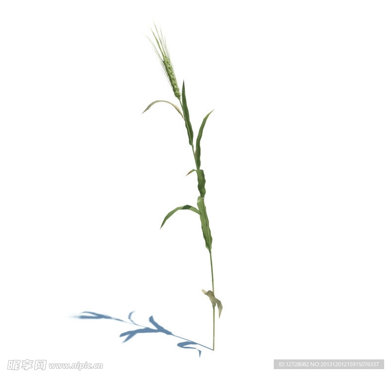 植物模型 小草模型
