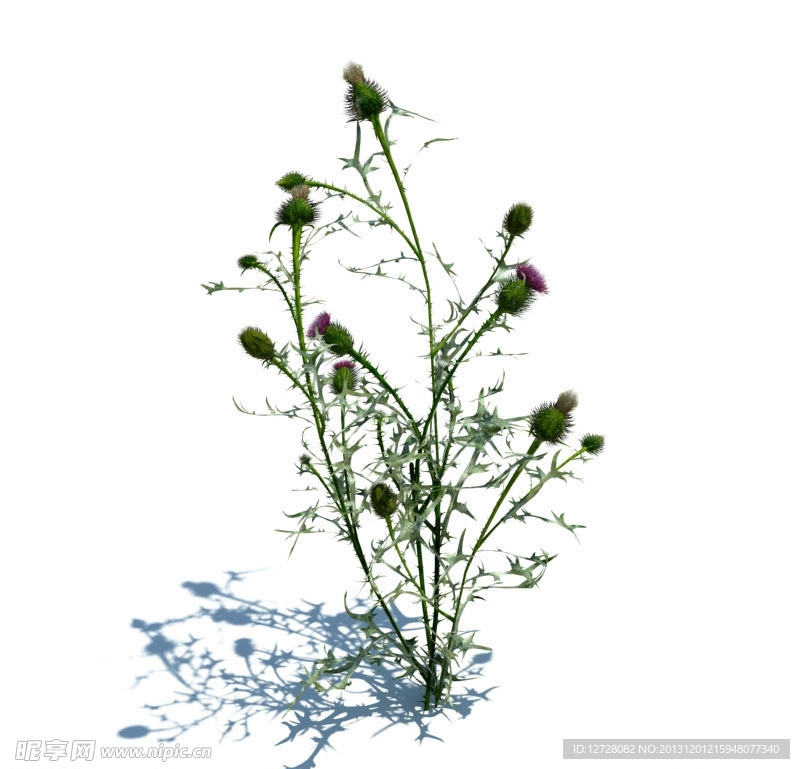 植物模型 小草模型