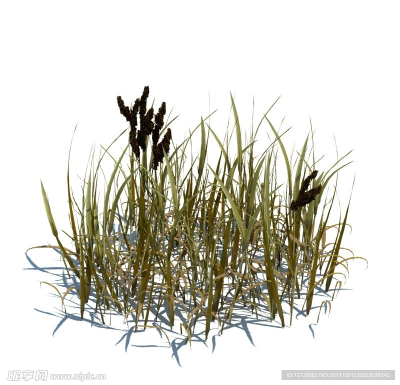 植物模型 小草模型