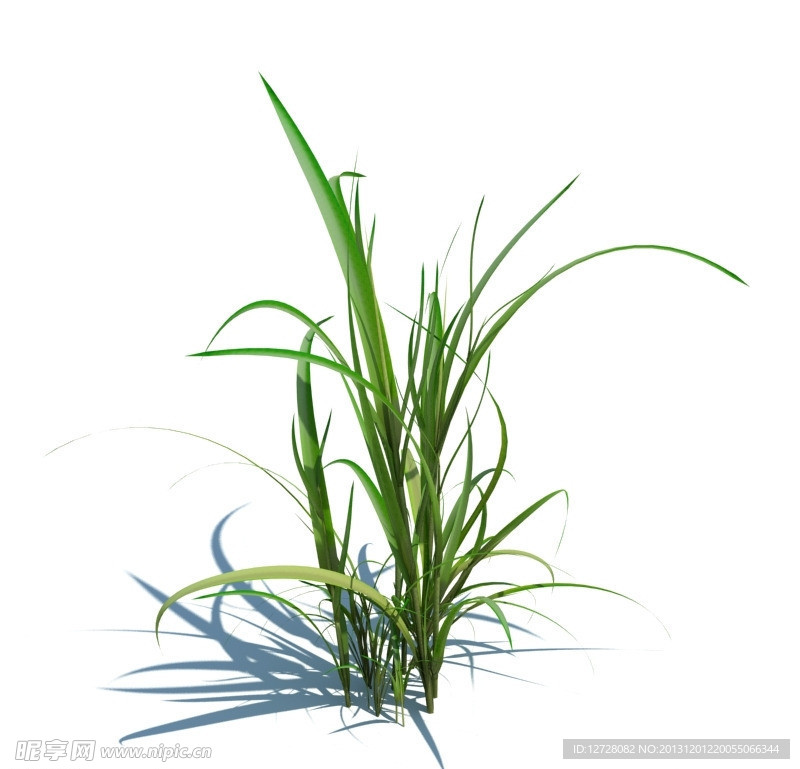 植物模型 小草模型