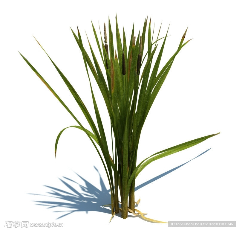 植物模型 小草模型