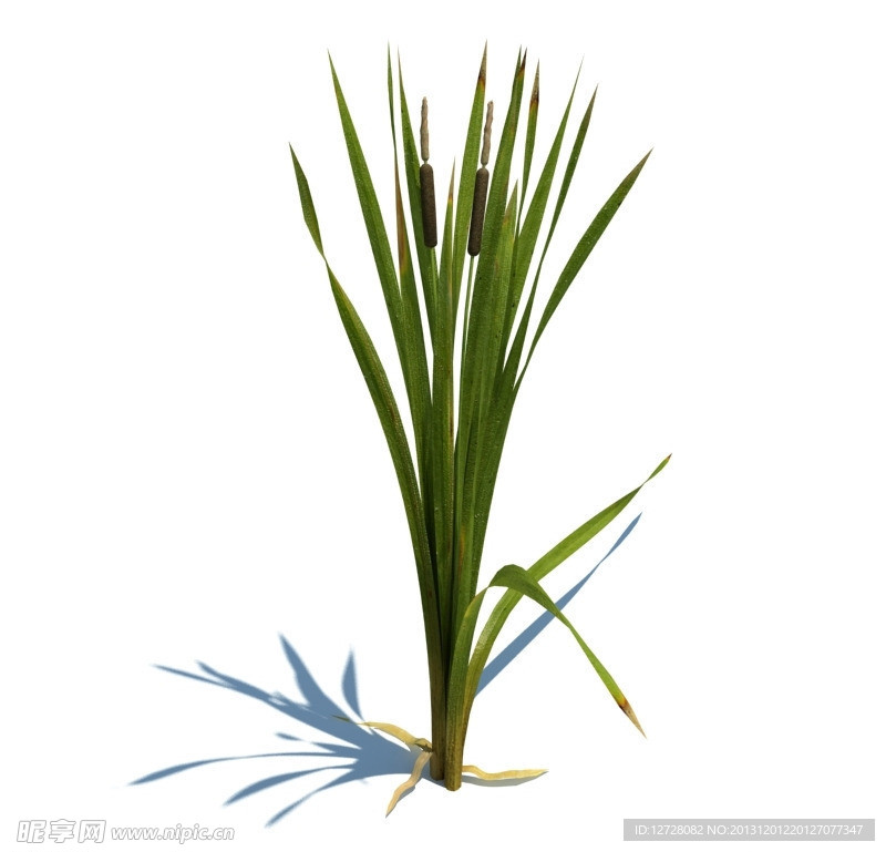 植物模型 小草模型