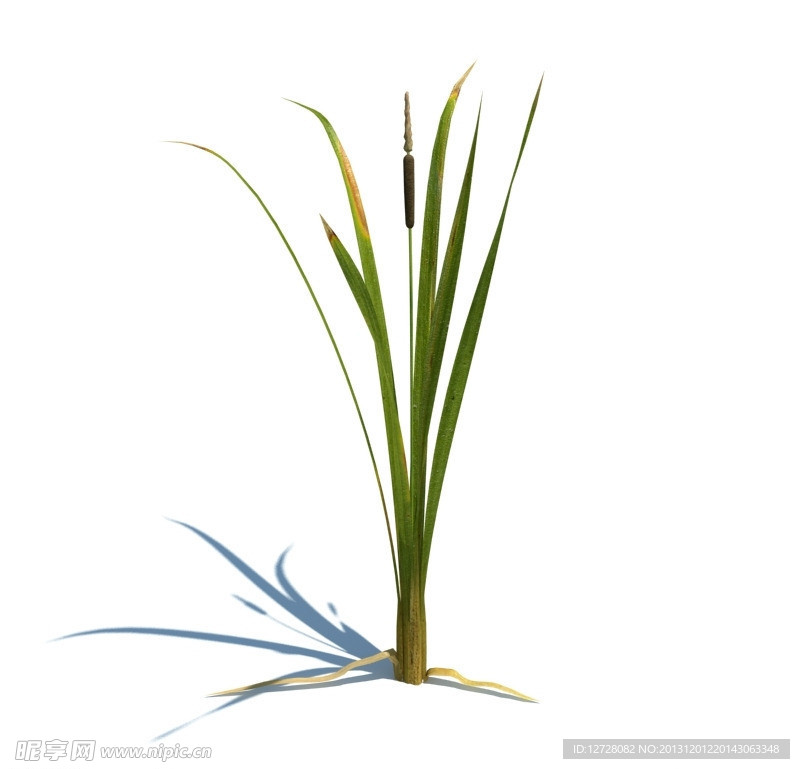 植物模型 小草模型