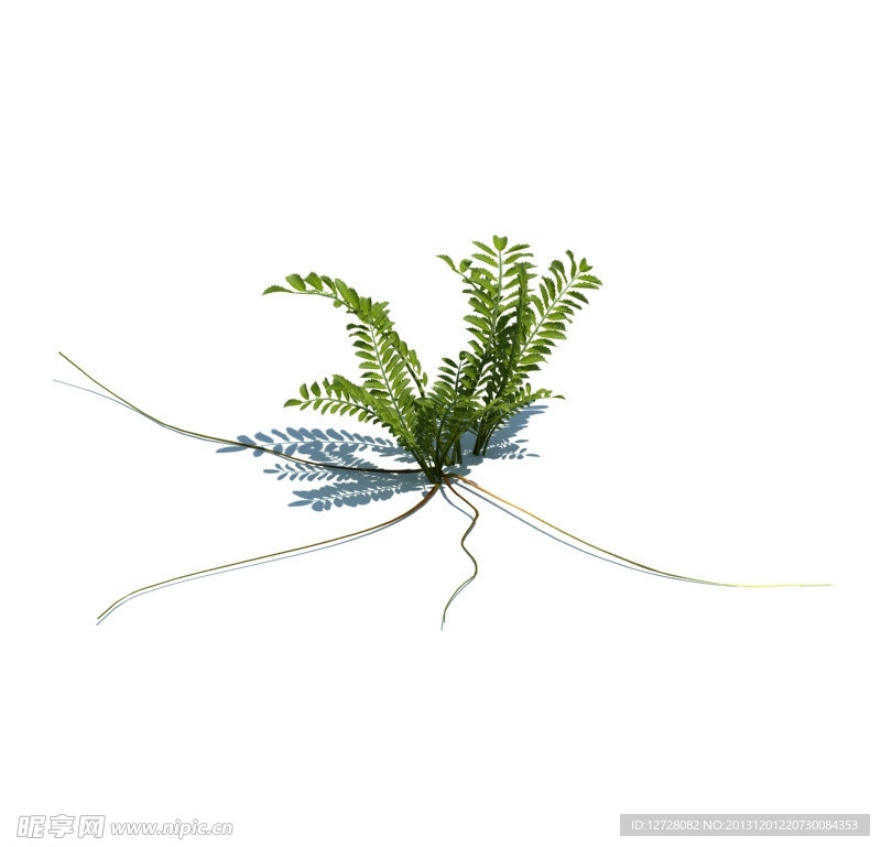 植物模型 小草模型