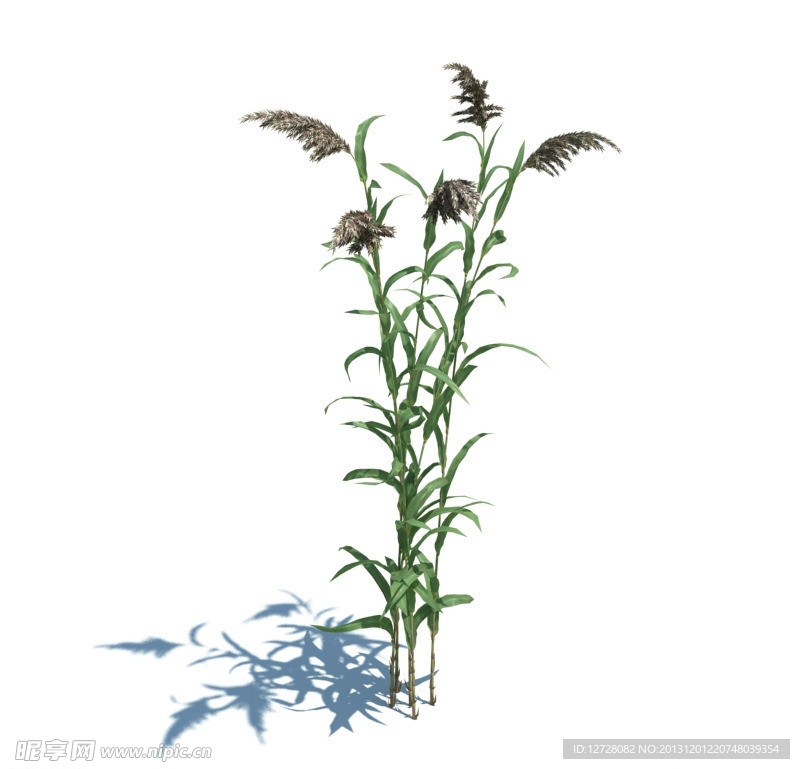 植物模型 小草模型