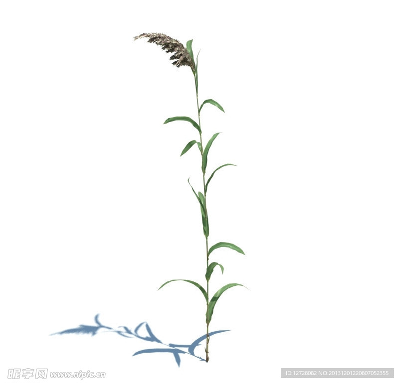 植物模型 小草模型