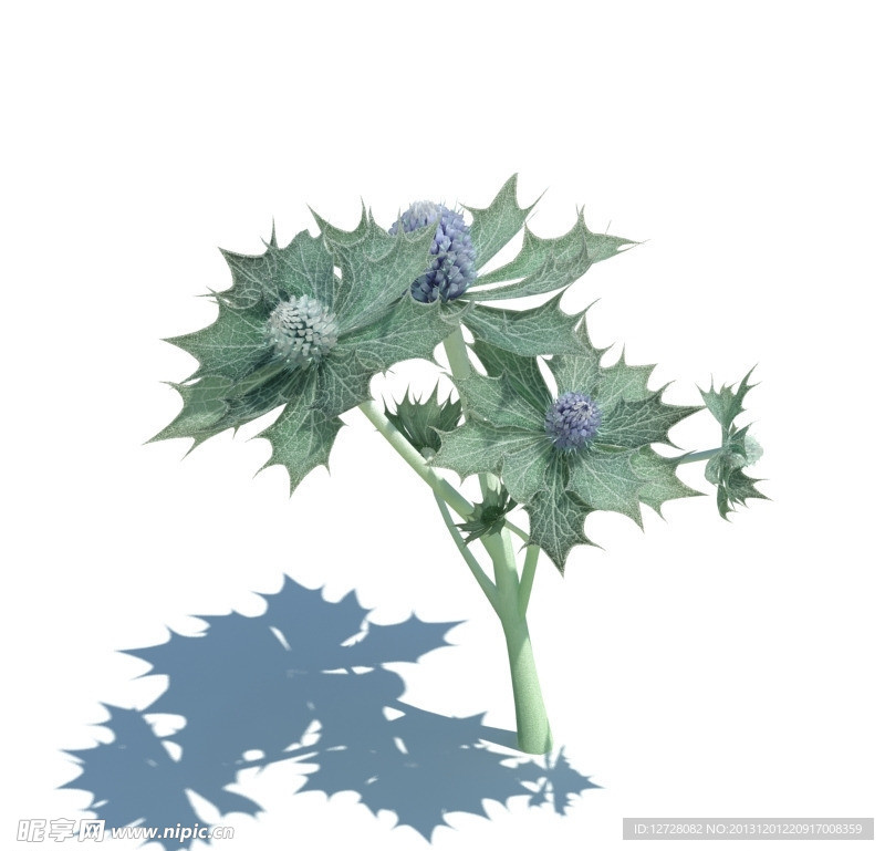 植物模型 小草模型