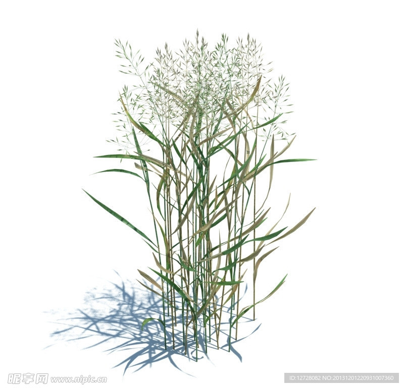 植物模型 小草模型