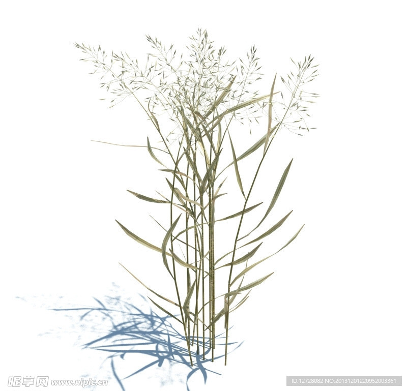 植物模型 小草模型