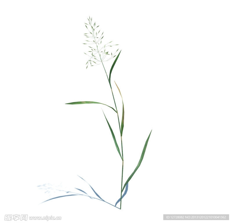 植物模型 小草模型