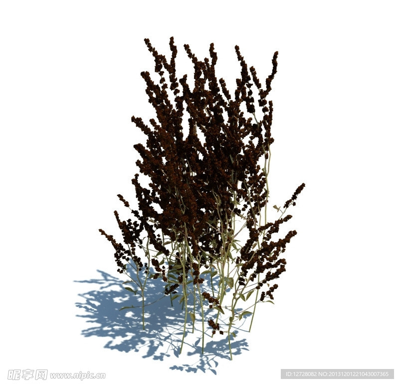 植物模型 小草模型