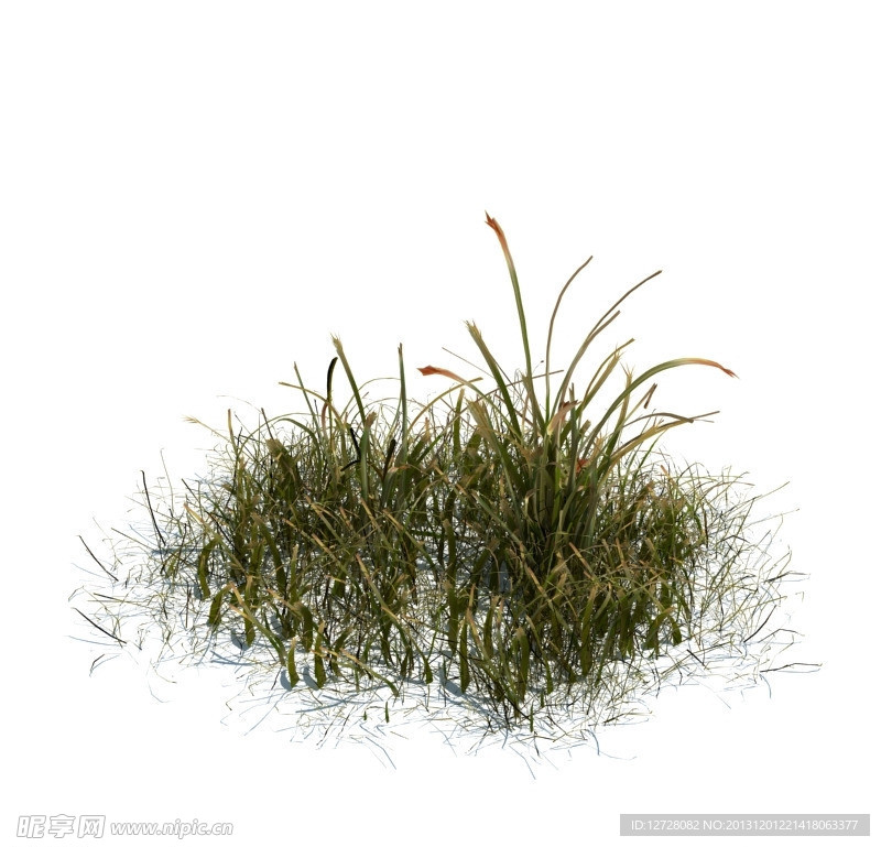 植物模型 小草模型